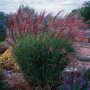 Miscanthus sinensis 'Gracillimus'